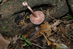 Pluteus perroseus