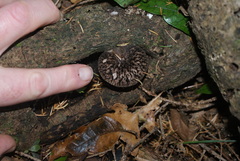 Pluteus perroseus