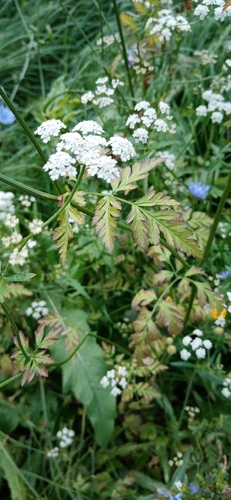 Наблюдение на iNaturalist