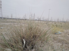 Cyperus conglomeratus