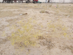 Haplophyllum tuberculatum