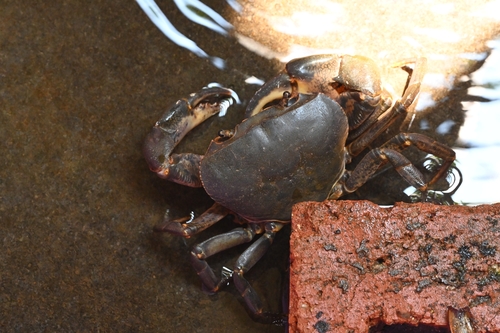 Apotamonautes hainanensis