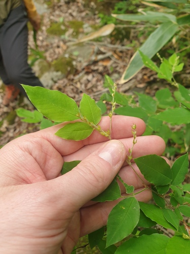 Lespedeza maximowiczii, photograph 2