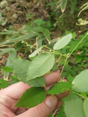 Lespedeza maximowiczii, photograph author not stated, no rights reserved