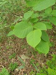 author not stated, no rights reserved Styrax obassia, photograph author not stated, no rights reserved
