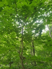 Styrax obassia
