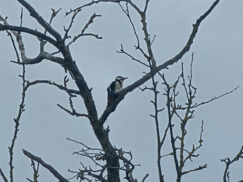 Great Spotted Woodpecker