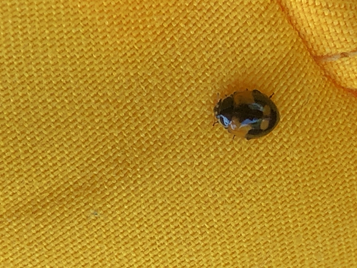 Two-spotted Lady Beetle