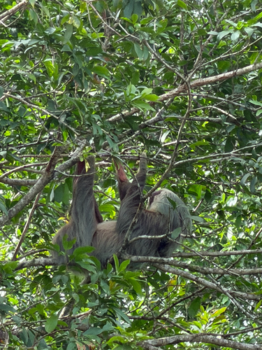 Central American Two-toed Sloth