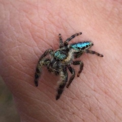 Mburuvicha galianoae