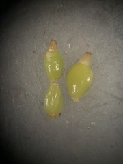 Eleocharis equisetoides