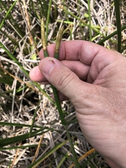 Eleocharis equisetoides