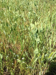 Eryngium aristulatum