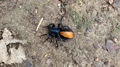 Castianeira descripta