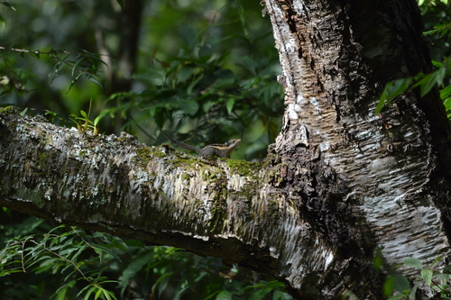 Himalayan Striped Squirrel