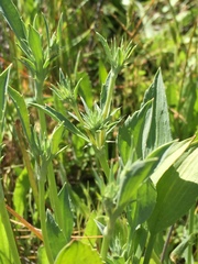 Eryngium aristulatum