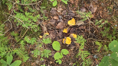 Golden Chanterelle
