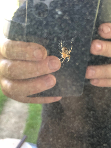 Cross Orbweaver