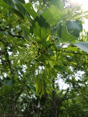 Fraxinus berlandieriana