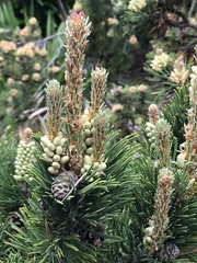 Pinus contorta contorta