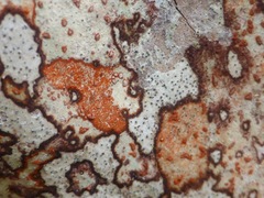 Arthonia rubrocincta