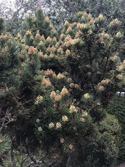 Pinus contorta contorta