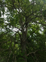 Fraxinus berlandieriana