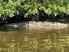 Crocodylus acutus
