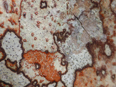 Arthonia rubrocincta