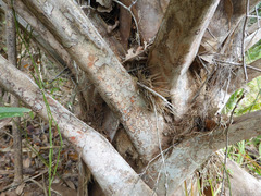 Arthonia rubrocincta