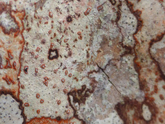 Arthonia rubrocincta