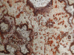 Arthonia rubrocincta