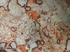 Arthonia rubrocincta