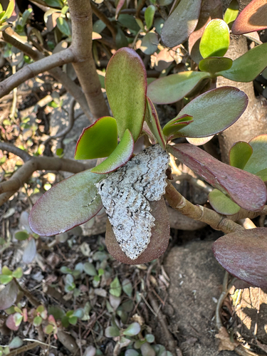 Pallid Grey