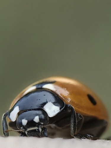 Seven-spotted Lady Beetle
