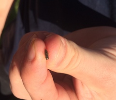 Corixoidea