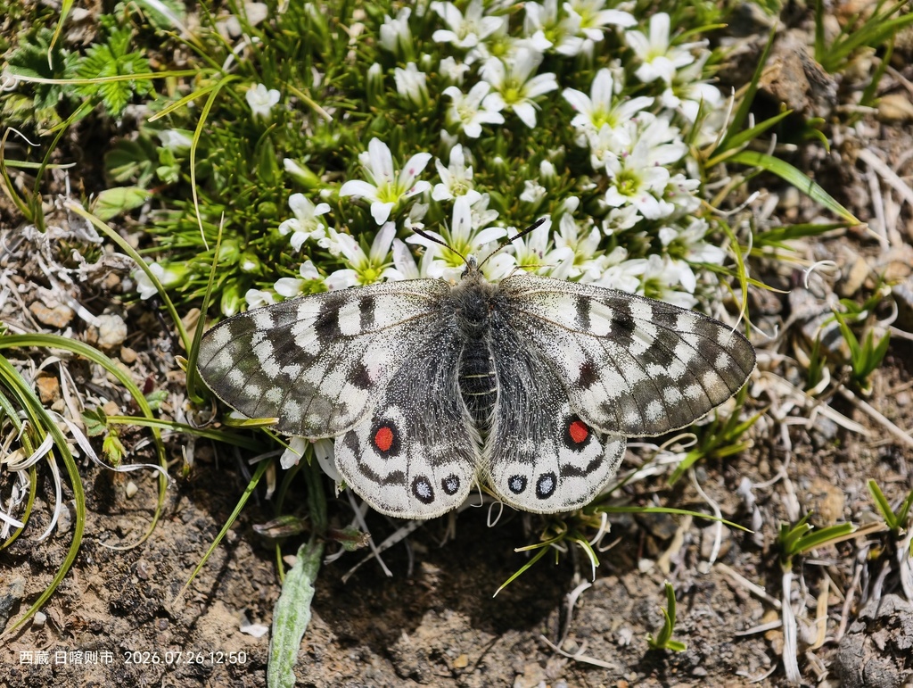 Dusky Apollo