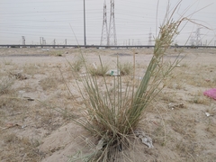 Cyperus conglomeratus