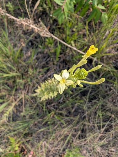 Oenothera clelandii