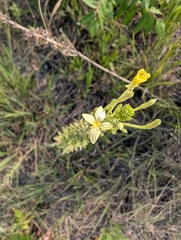 Oenothera clelandii