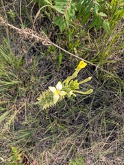 Oenothera clelandii, photograph author not stated, no rights reserved