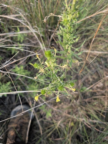 Oenothera clelandii, photograph 3