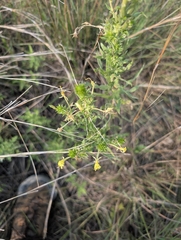 Oenothera clelandii, photograph author not stated, no rights reserved