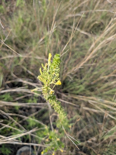 Oenothera clelandii, photograph 4