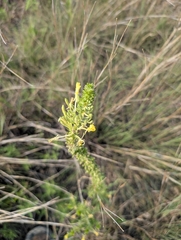 Oenothera clelandii, photograph author not stated, no rights reserved