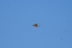 Falco peregrinus anatum