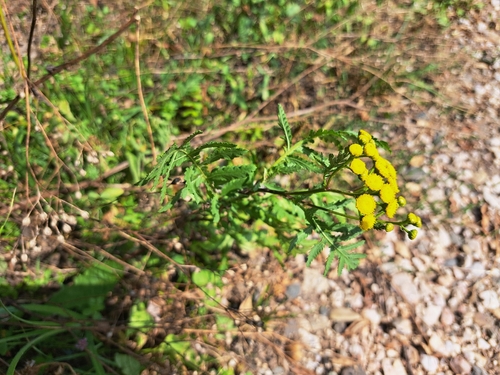 tansy