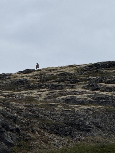 Eurasian Whimbrel