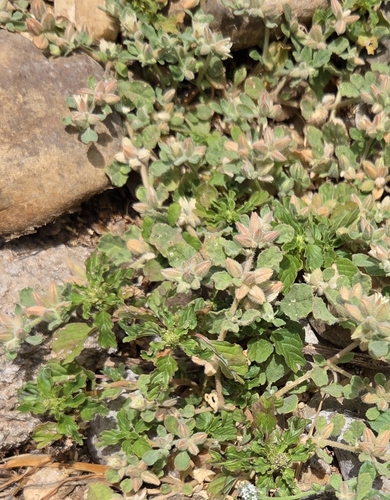 Hairy Carpet Weed