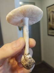 Amanita verna